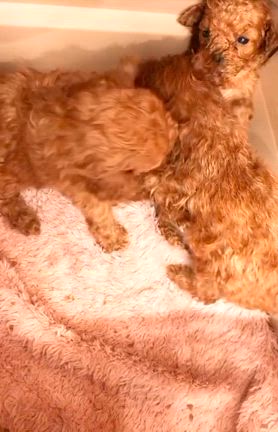 野生だの記事動画