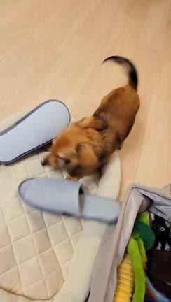 これを土産に！の記事動画