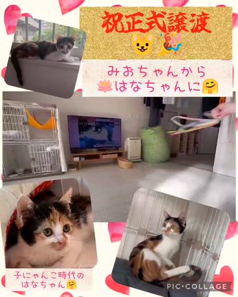 はなちゃん正式譲渡報告！の記事動画