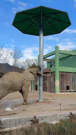 日本に2頭しかいない安佐動物園のマルミミゾウの記事動画