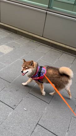 札幌大通り公園で散歩の記事動画