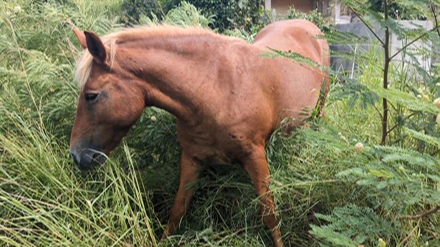 同居馬の記事動画