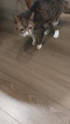 タマえもんのことの記事動画