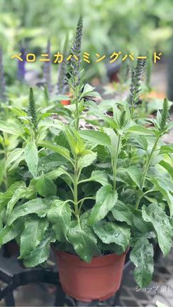 【残りわずか！】童仙房ナーセリー生産 ベロニカハミングバード、今年最後の出荷分をご紹介の記事動画