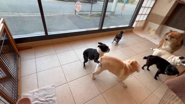 歩いた歩いた〜の記事動画