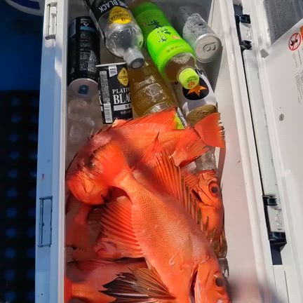 チカメ便爆釣！2024/10/14の記事動画