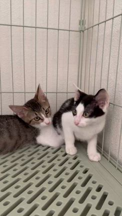 10月6日　犬と猫の合同譲渡会　参加猫ちゃんご紹介③の記事動画