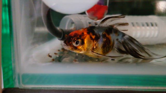 腹水病かも。の記事動画