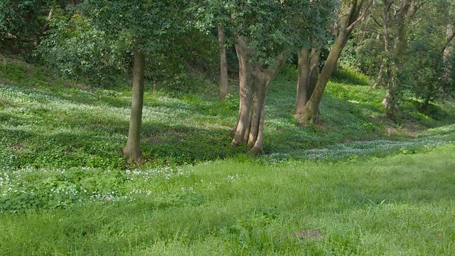 今日は礼拝と二輪草観賞も成功！の記事動画