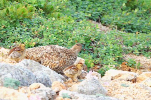 雷鳥の記事動画