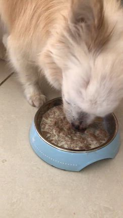 4代目ルル君の月命日の記事動画