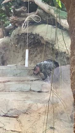 神戸どうぶつ王国へ行ってきた４の記事動画