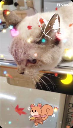 退院きまりました("⌒∇⌒")の記事動画