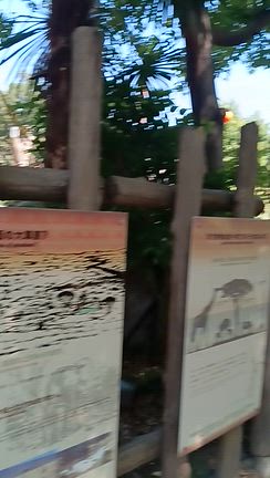 キリン大阪天王寺動物園9月写真のみ　その17の記事動画