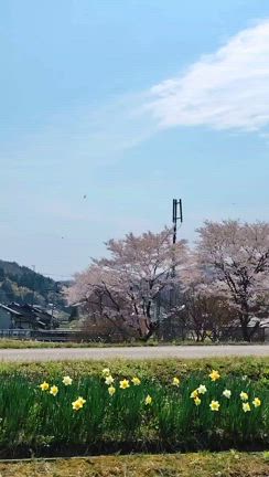 たんとうチューリップまつりへの記事動画