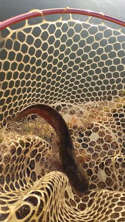 今年のバレンタインは今日の記事動画