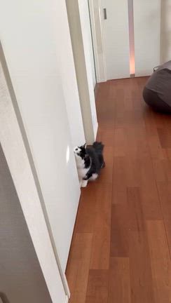 留守中のリブラ動画の記事動画