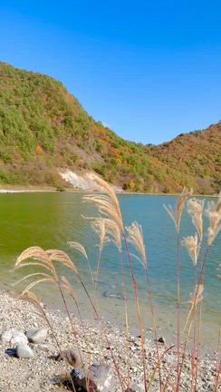 鳴子峡と潟沼の紅葉の記事動画