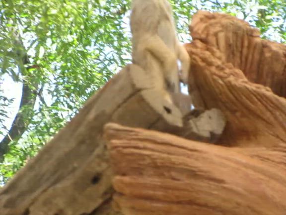 幸せな表情の記事動画