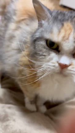 美味いもの食べたから元気ですの記事動画