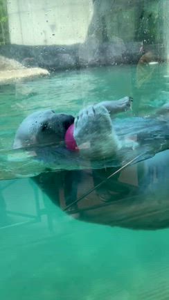 お休みも終わり^^;の記事動画