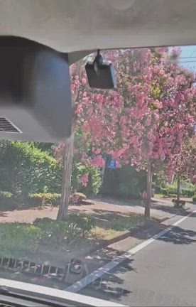 サルスベリの道とおうちごはんの記事動画