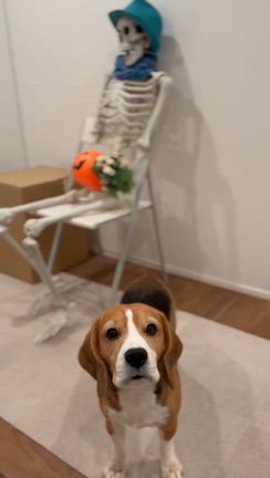 happy halloweeeeeeenの記事動画