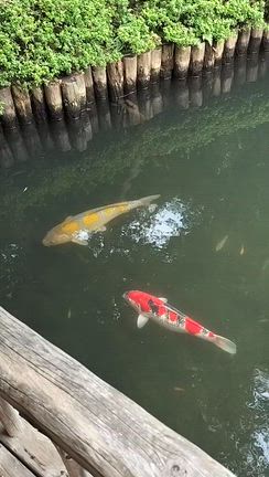 １日リニューアルオープンの八芳園へ行って来ました…の記事動画
