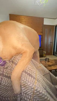 青い鳥犬の記事動画