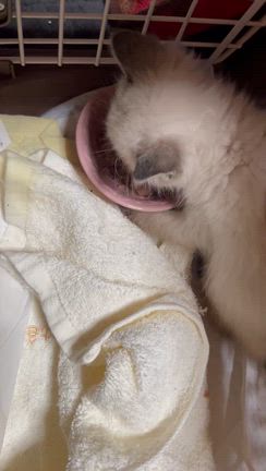 風邪ひき兄弟預かりましたの記事動画