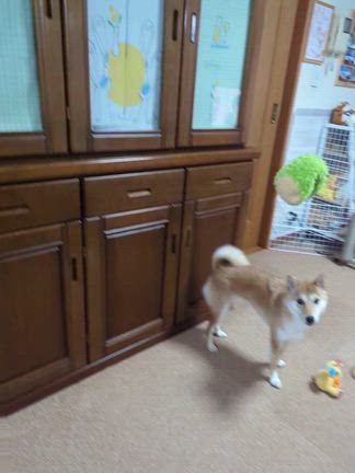 失敗しても可愛いの記事動画