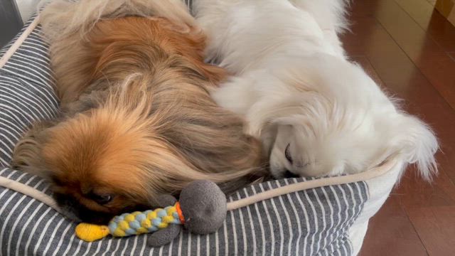 あちらを立てれば、こちらが・・・の記事動画