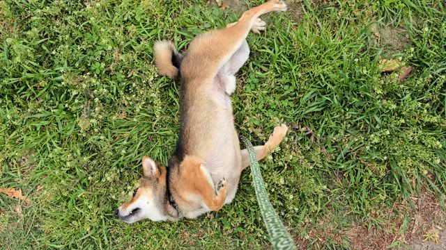 今日の運勢は❔ラッキーカラー❗　運動はの記事動画