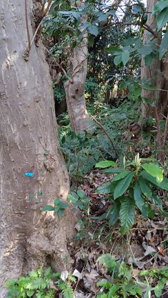 45／100  リスがいっぱいの記事動画