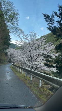 桜追っかけ❣️いよいよ始まりました〜の記事動画
