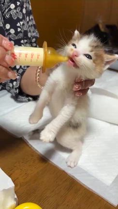 　　おもち、かりん、きなこ　の事の記事動画