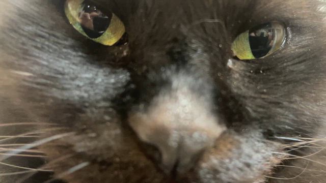 ぶたくんぐーすかぐーすかの記事動画