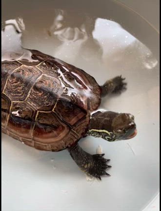 クサガメたろちゃん初めて焼き魚を食べる。の記事動画