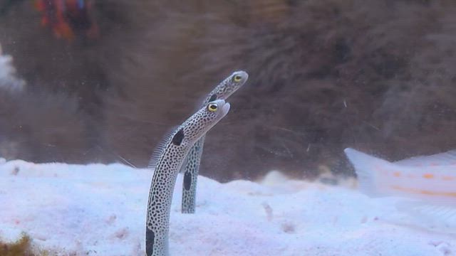 ジュエルオーキッド講習会の記事動画