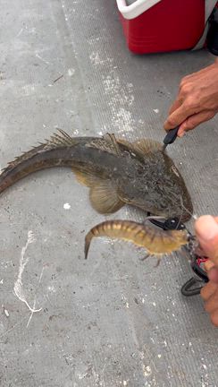 まだまだ釣れるの記事動画