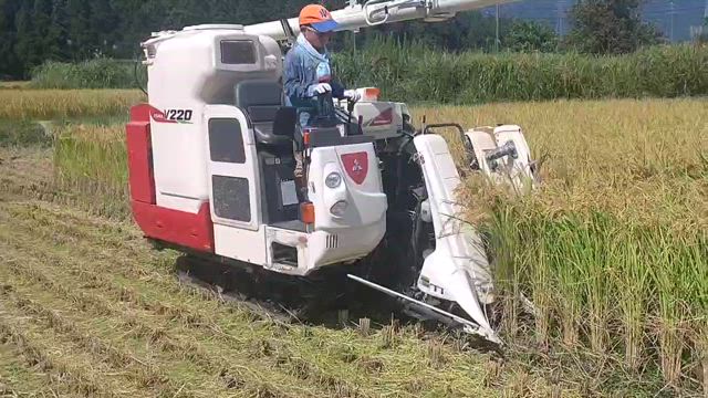 今日も稲刈りです♪の記事動画