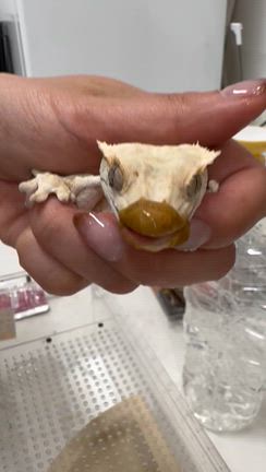 最近やってよかった手術な話の記事動画