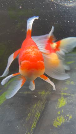 3月3日の記事動画