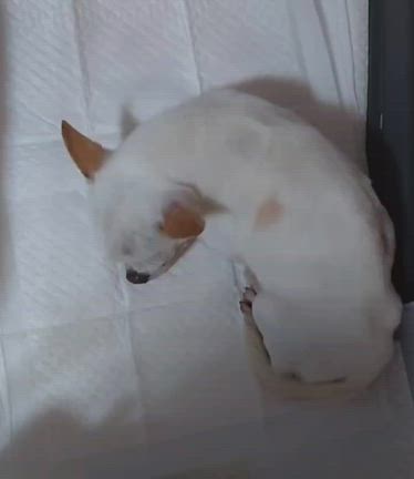 【くまモンの辛い咳】命の叫び、緊急搬送した小さなチワワの記事動画