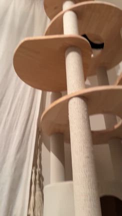 変なの記事動画