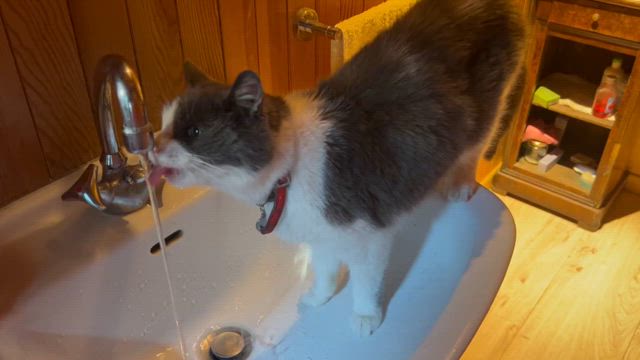 猫ちゃんの記事動画