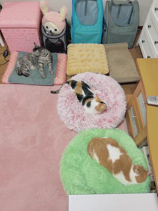 グレージュくん、シルバーちゃんと再会！の記事動画