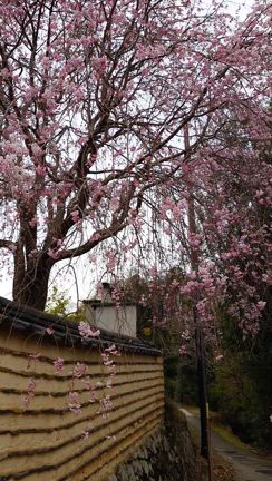 佐保川を東へ遡る。の記事動画