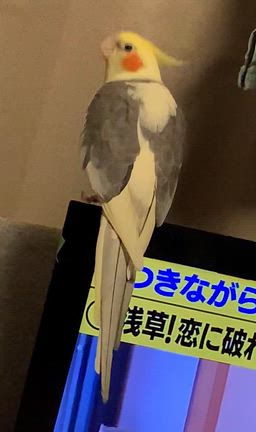 オカメインコのおしゃべりの記事動画