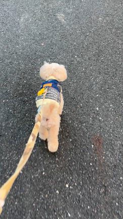 ⭐️可愛いお友達⭐️の記事動画